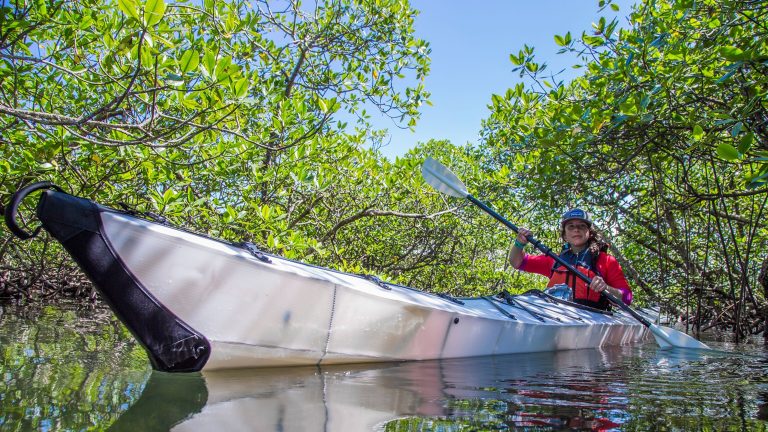 Why Mangrove Kayaking is a Must-Do